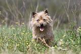 CAIRN TERRIER 203